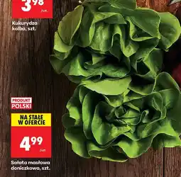 Biedronka Sałata masłowa doniczkowa 1 szt. Biedronka oferta
