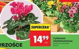 Biedronka Cyklamen don. 14 cm oferta