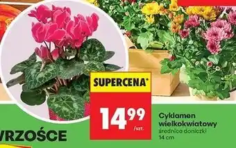 Biedronka Cyklamen don. 14 cm oferta