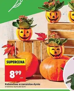 Biedronka Kalanchoe w ceramice oferta