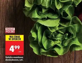 Biedronka Sałata masłowa w doniczce oferta