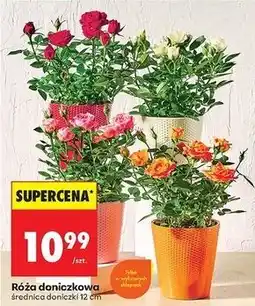 Biedronka Róża don. 12 cm oferta