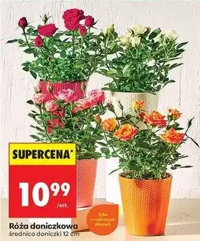 Biedronka Róża don. 12 cm oferta