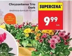 Biedronka Chryzantema trio don. 12 cm oferta