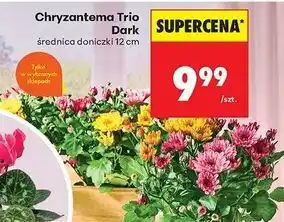 Biedronka Chryzantema trio don. 12 cm oferta
