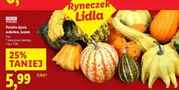 Lidl Dynia ozdobna oferta