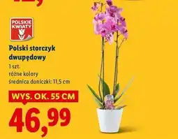 Lidl Storczyk dwupędowy 11.5 cm oferta