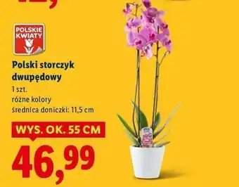 Lidl Storczyk dwupędowy 11.5 cm oferta