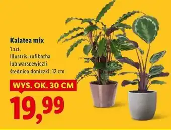 Lidl Kalatea warscewiczii 12 cm oferta