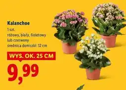 Lidl Kalanchoe 12 cm oferta
