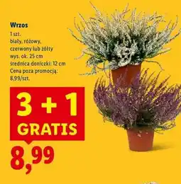 Lidl Wrzos czerwony 12 cm oferta