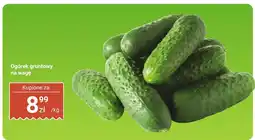 Dino Ogórek gruntowy na wagę Dino oferta