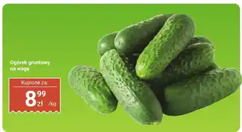 Dino Ogórek gruntowy na wagę Dino oferta