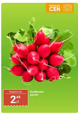 Dino Rzodkiewka - pęczek Dino oferta