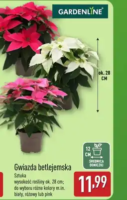 ALDI Gwiazda betlejemska Gardenline oferta