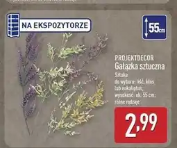 ALDI Gałązka eukaliptusa Projektdecor oferta