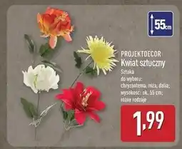 ALDI Dalia 55 cm Projektdecor oferta