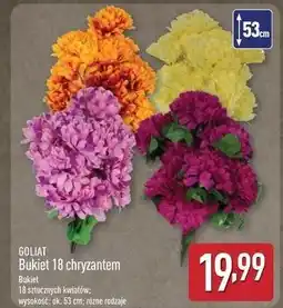 ALDI Chryzantemy 53 cm Goliat oferta