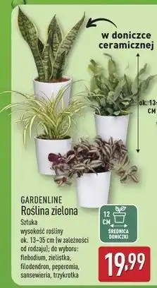 ALDI Trzykrotka Gardenline oferta