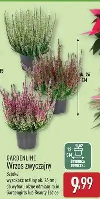ALDI Wrzos beauty ladies 26 cm Gardenline oferta