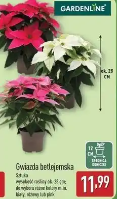 ALDI Gwiazda betlejsmka Garden Feelings oferta