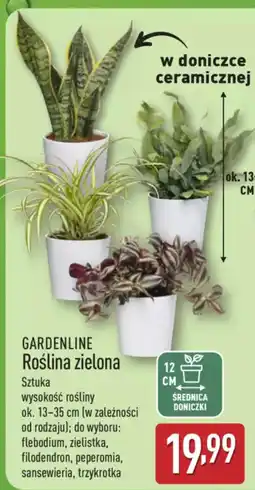 ALDI GARDENLINE Roślina zielona oferta
