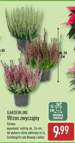 ALDI GARDENLINE Wrzos zwyczajny oferta