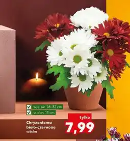 Kaufland Chryzantema biało-czerwona sztuka oferta