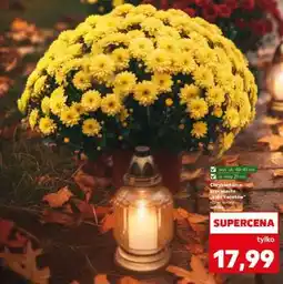 Kaufland Chryzantema krzewiasta oferta