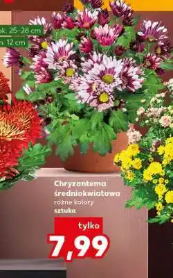 Kaufland Chryzantema średniokwiatowa oferta