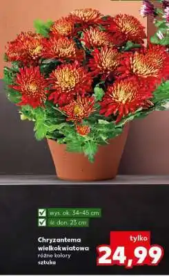 Kaufland Chryzantema wielkokwiatowa oferta