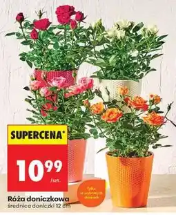 Biedronka Róża doniczkowa oferta