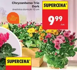 Biedronka Chryzantema Trio Dark oferta