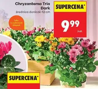 Biedronka Chryzantema Trio Dark oferta