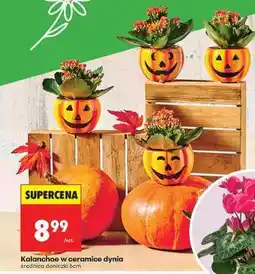 Biedronka Kalanchoe w ceramice dynia oferta
