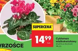 Biedronka Cyklamen wielkokwiatowy oferta