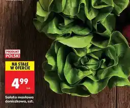 Biedronka sałata masłowa doniczkowa szt oferta