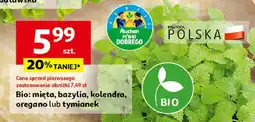 Auchan Bio mięta, bazylia, kolendra, oregano lub tymianek Auchan oferta