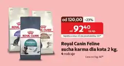 Kakadu Royal Canin Feline sucha karma dla kota oferta