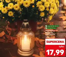 Kaufland Chryzantema krzewiasta ,,kula kwiatów" oferta