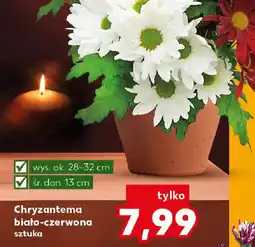 Kaufland Chryzantema biało-czerwona oferta
