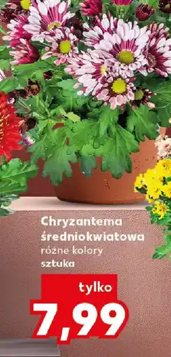 Kaufland Chryzantema średniokwiatowa oferta