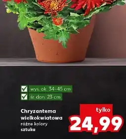 Kaufland Chryzantema wielkokwiatowa oferta
