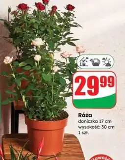 Dino Róża oferta