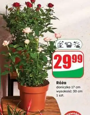 Dino Róża oferta