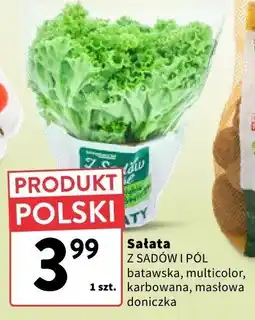 Intermarche Sałata trawska, multicolor, karbowana, maślowa Z SADÓW I PÓL oferta