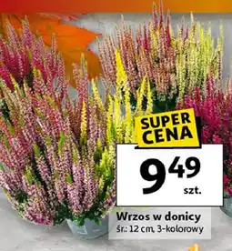 Auchan Wrzos 12 cm oferta