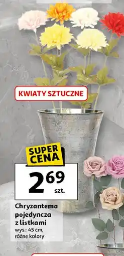 Auchan Chryzantema pojedyńcza z listkami oferta