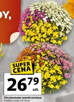 Auchan Chryzantema samokrzewiąca don. 21 cm oferta