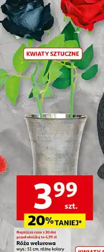 Auchan Róża welurowa oferta